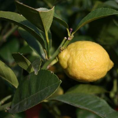 CITRUS X LIMON LIMONE